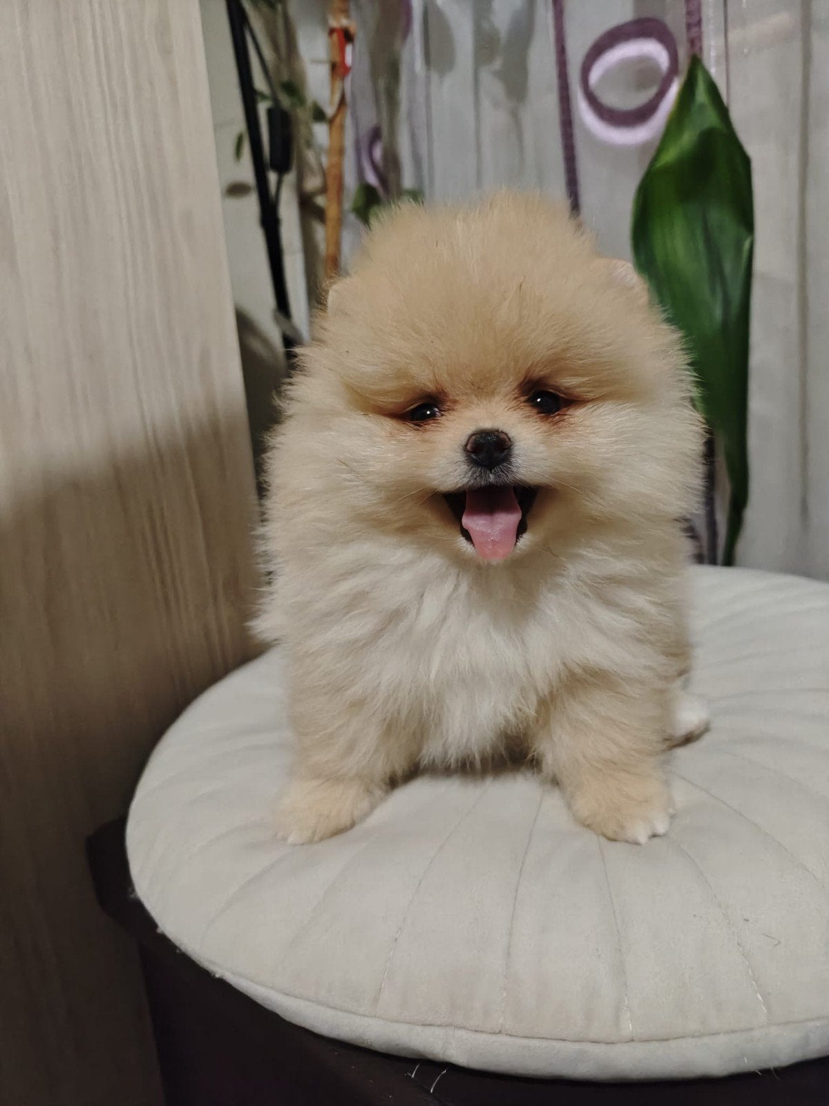 Pomeriaan pups, Dieren en Toebehoren, Particulier, 15 weken tot 1 jaar, Overige rassen, Buitenland