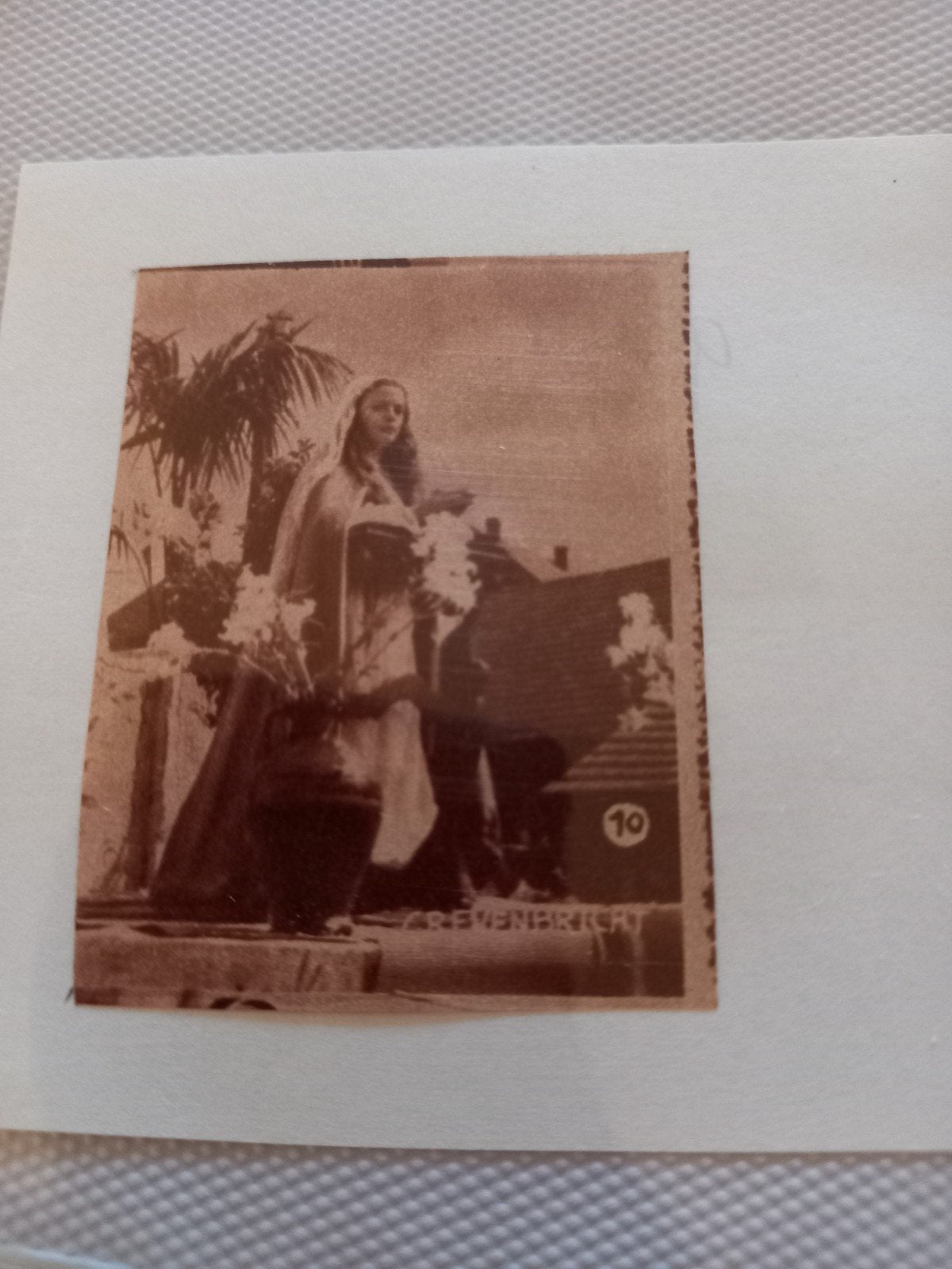 Grevenbicht, Verzamelen, Ophalen of Verzenden, 1940 tot 1960, Knipsel(s)