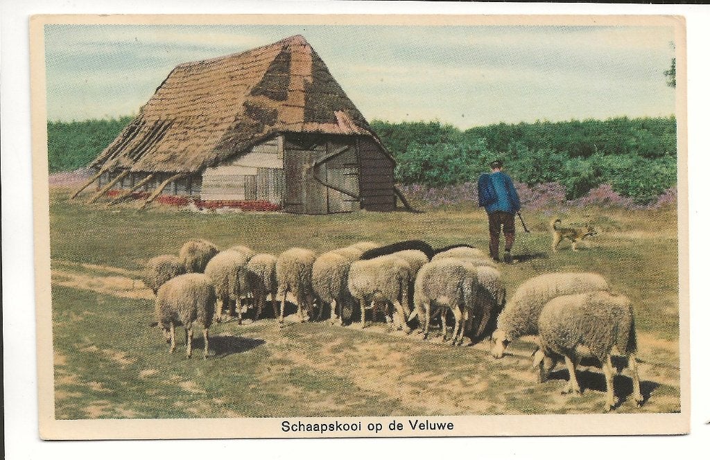 BF121-Veluwe,Uddel,Schaapskooi ,schaapsherder met kudde, Verzamelen, Ophalen of Verzenden, 1940 tot 1960, Gelopen, Gelderland
