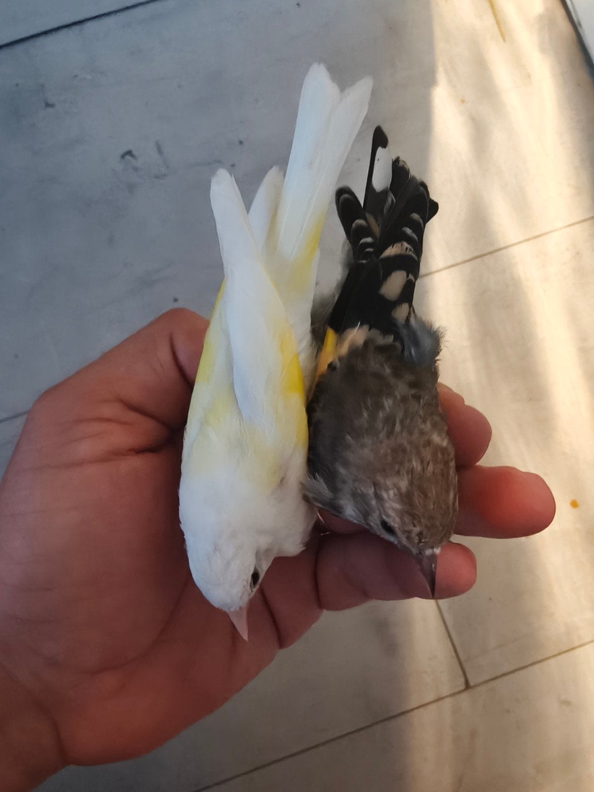 kleine parva putter, Dieren en Toebehoren, Vogels | Overige Vogels