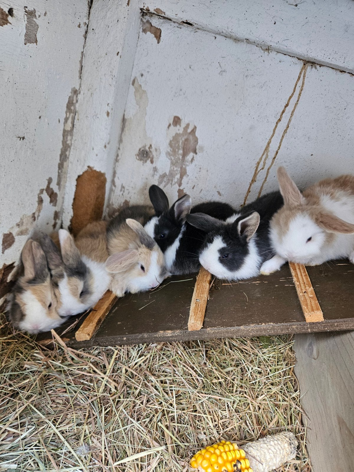 te koop jonge konijnen!, Dieren en Toebehoren, Meerdere dieren