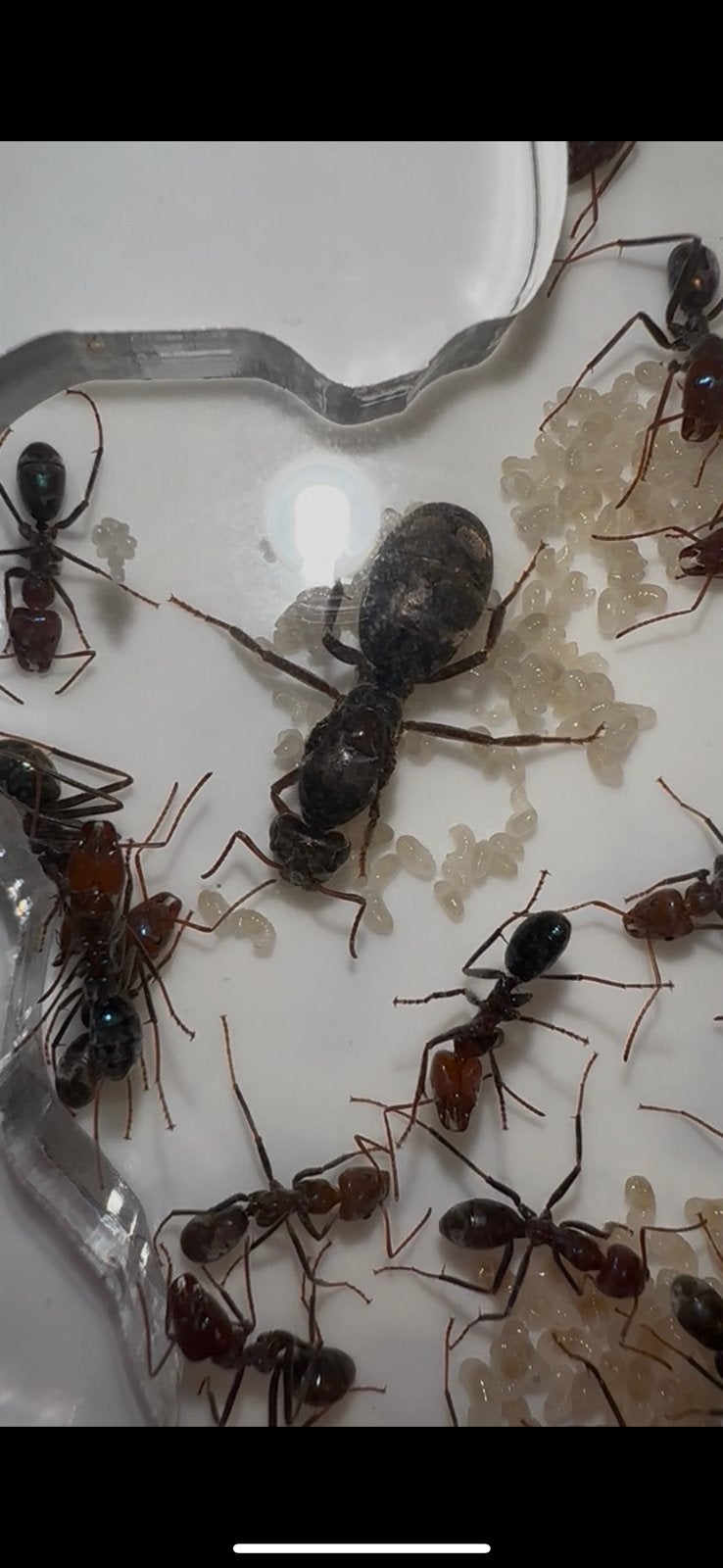 Irodomyrmex purpureus(meat ants) setup, Mieren