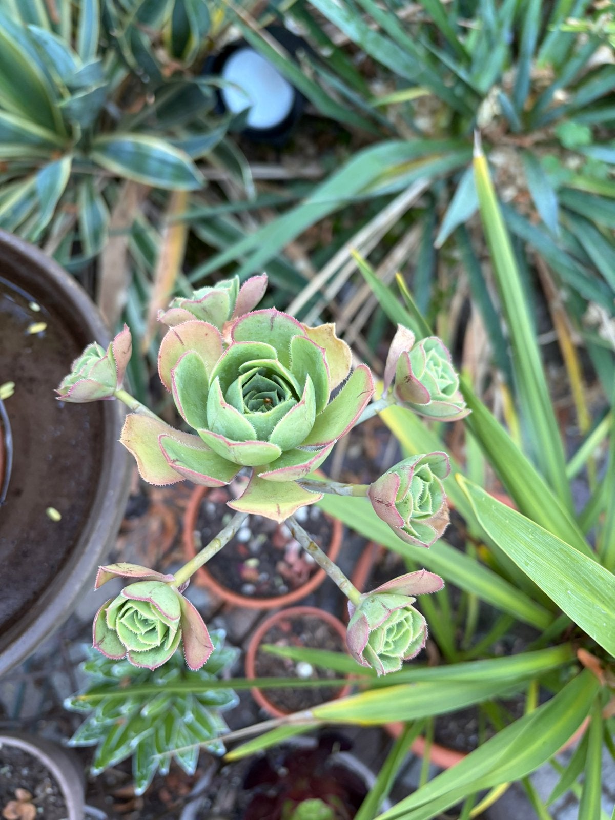 Aeonium. 40 cm boven de grond. Met gratis stekken, Ophalen, Overige soorten, Volle zon
