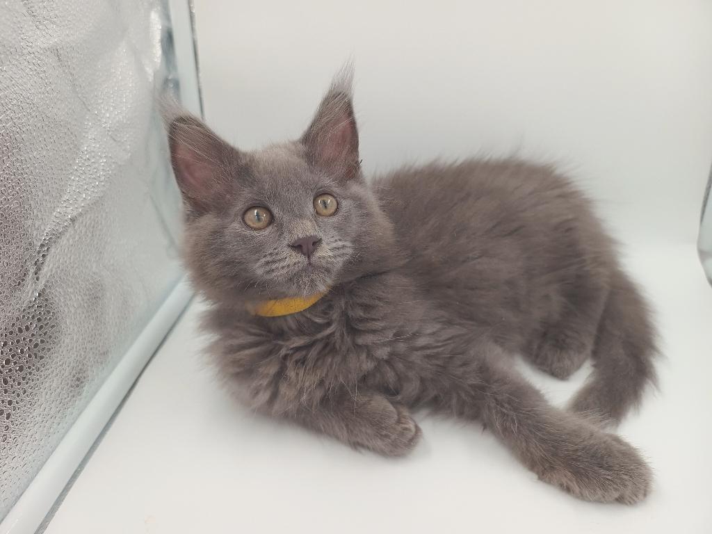 Blue en black Maine Coons met stamboom, Dieren en Toebehoren, Meerdere dieren, Met stamboom, 0 tot 2 jaar