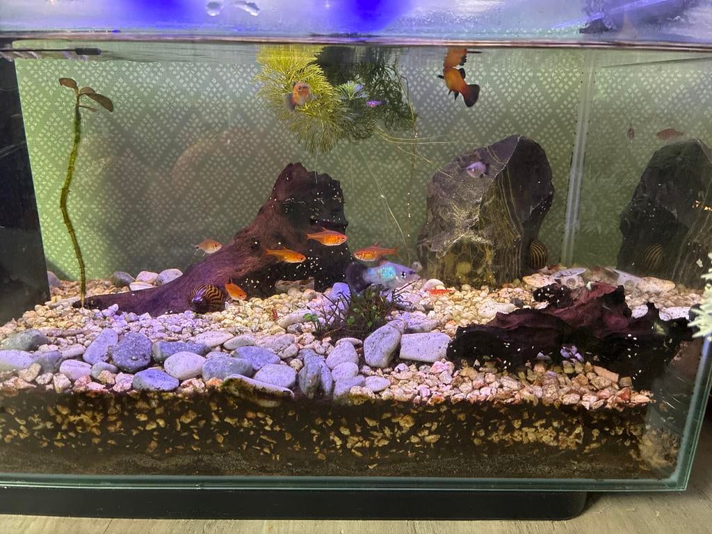 Plaatje, Platy visjes te koop, Vis