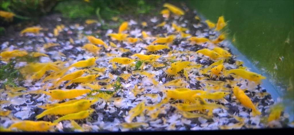 Gele neocaridina garnalen op kraanwater, Kreeft, Krab of Garnaal