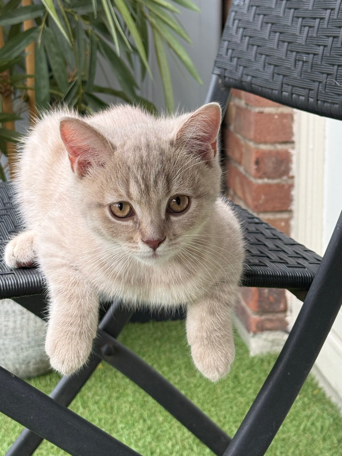 Britse kort haar Katertje, Kater, Kortharig, 0 tot 2 jaar