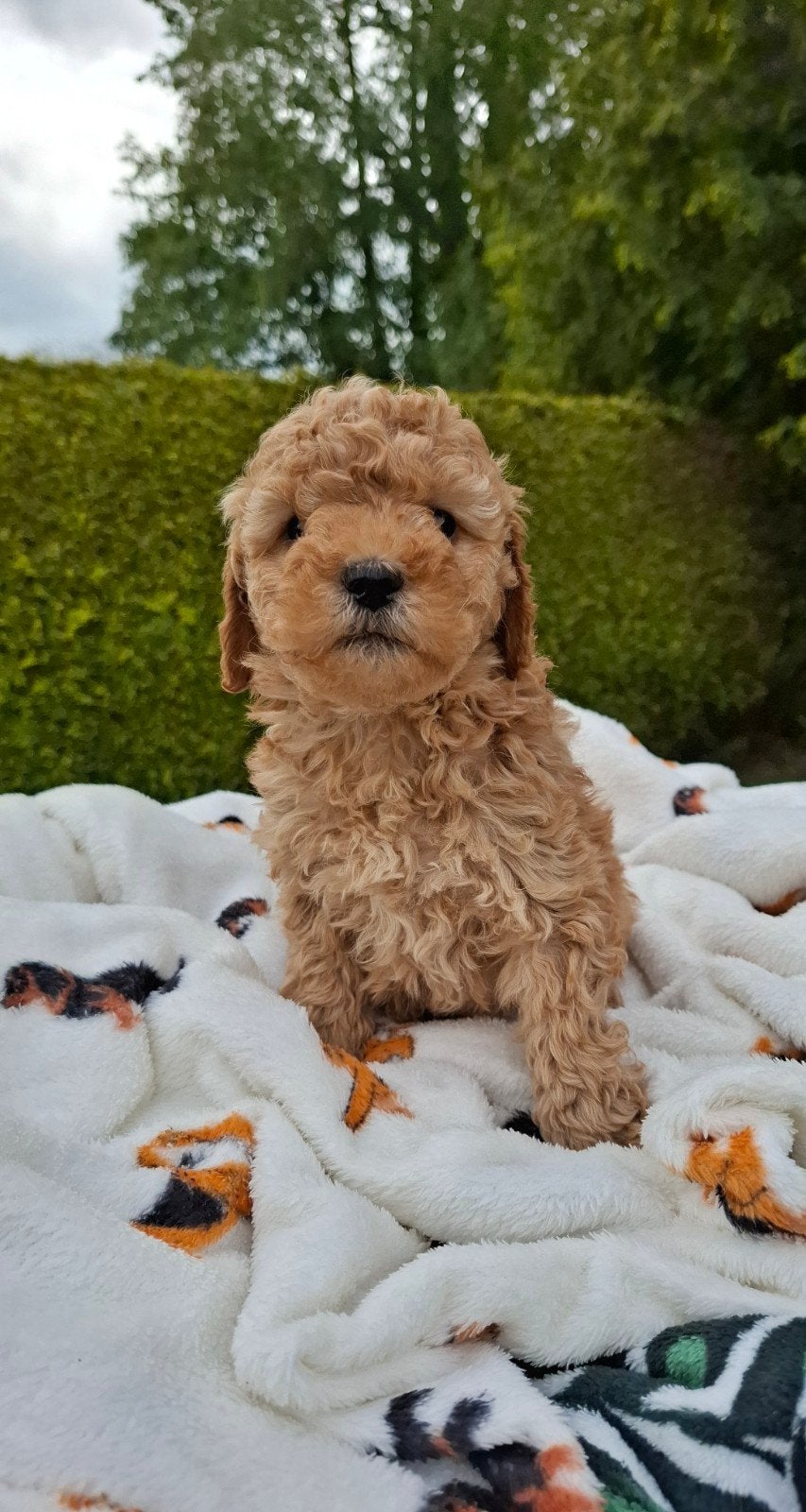 Labradoodle pups, Dieren en Toebehoren, Honden | Retrievers, Spaniëls en Waterhonden, Nederland, Parvo, Overige rassen, 8 tot 15 weken