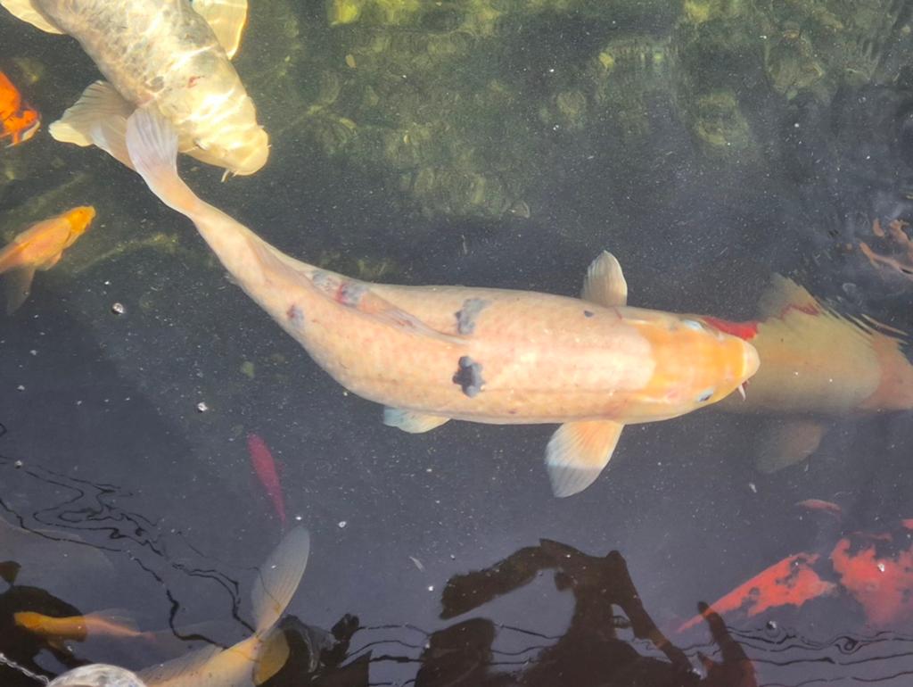 Wit gevlekte koi. +/- 65 CM, Karper of Koi
