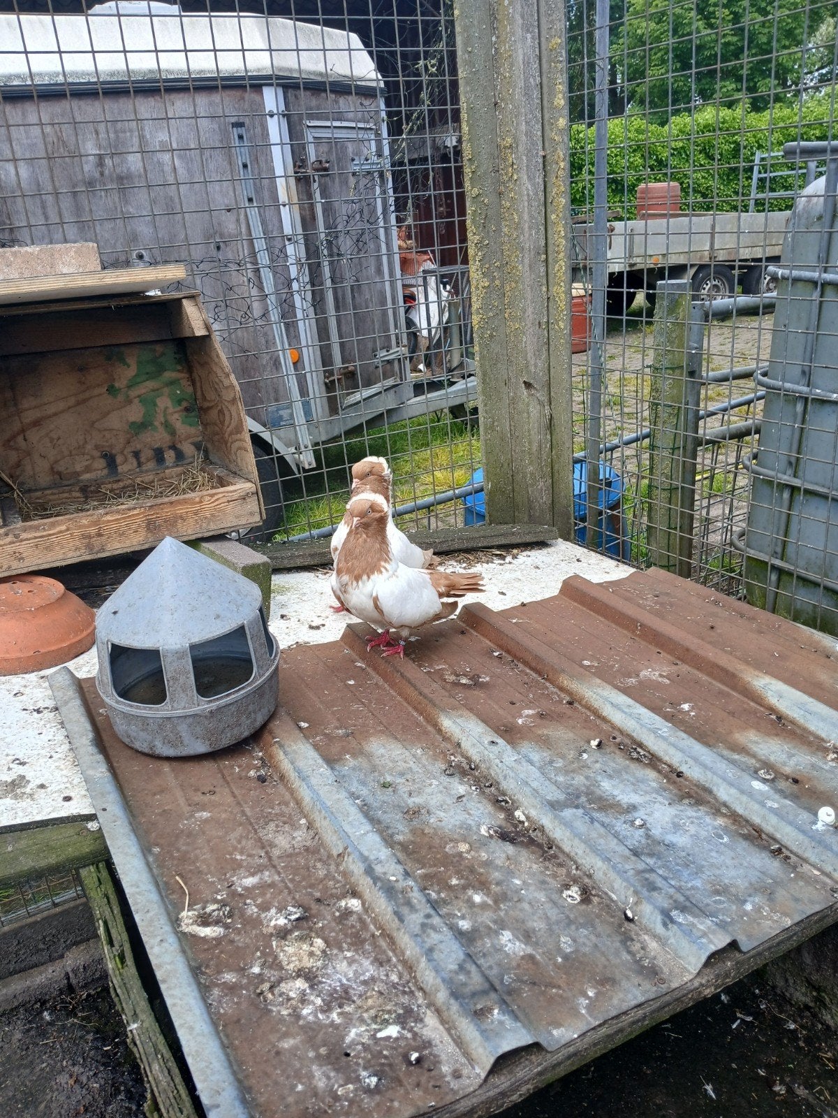 Nonduiven, Meerdere dieren