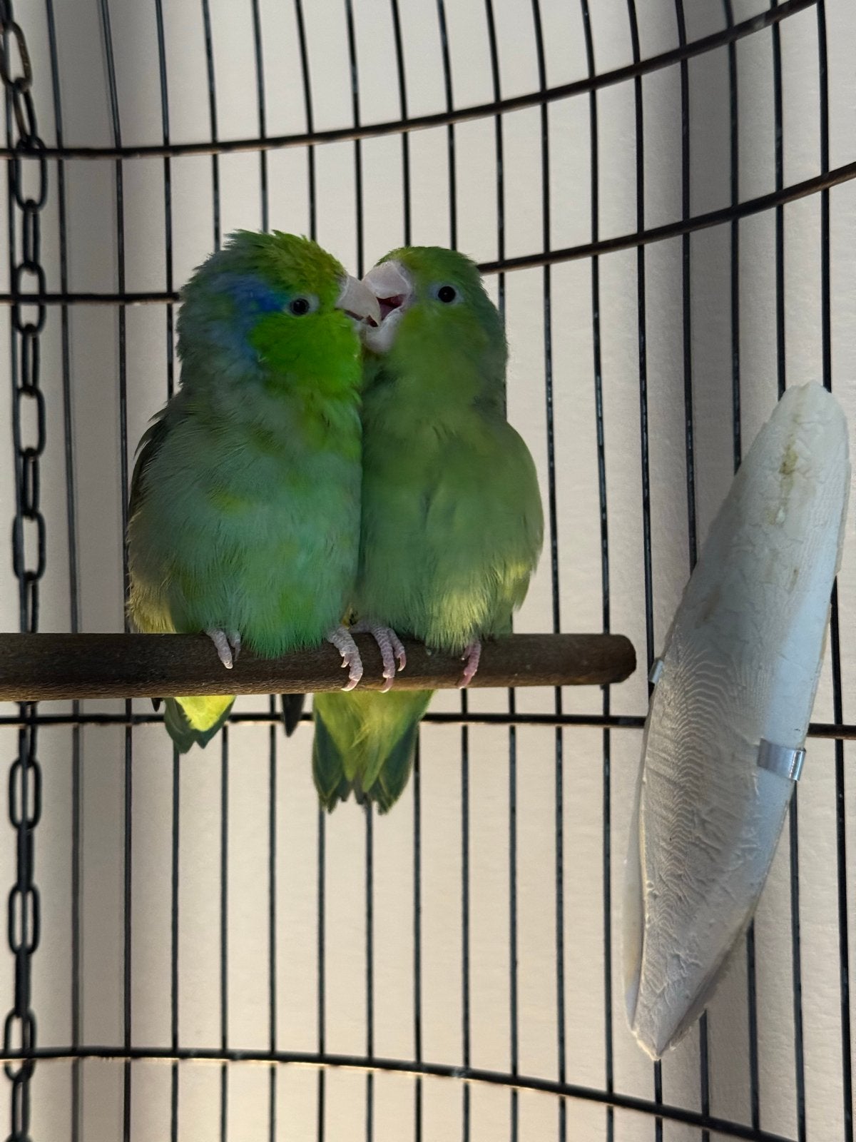 Liefdevol thuis gezocht voor 2 forpus papegaaitjes + kooi, Dieren en Toebehoren, Vogels | Parkieten en Papegaaien, Meerdere dieren