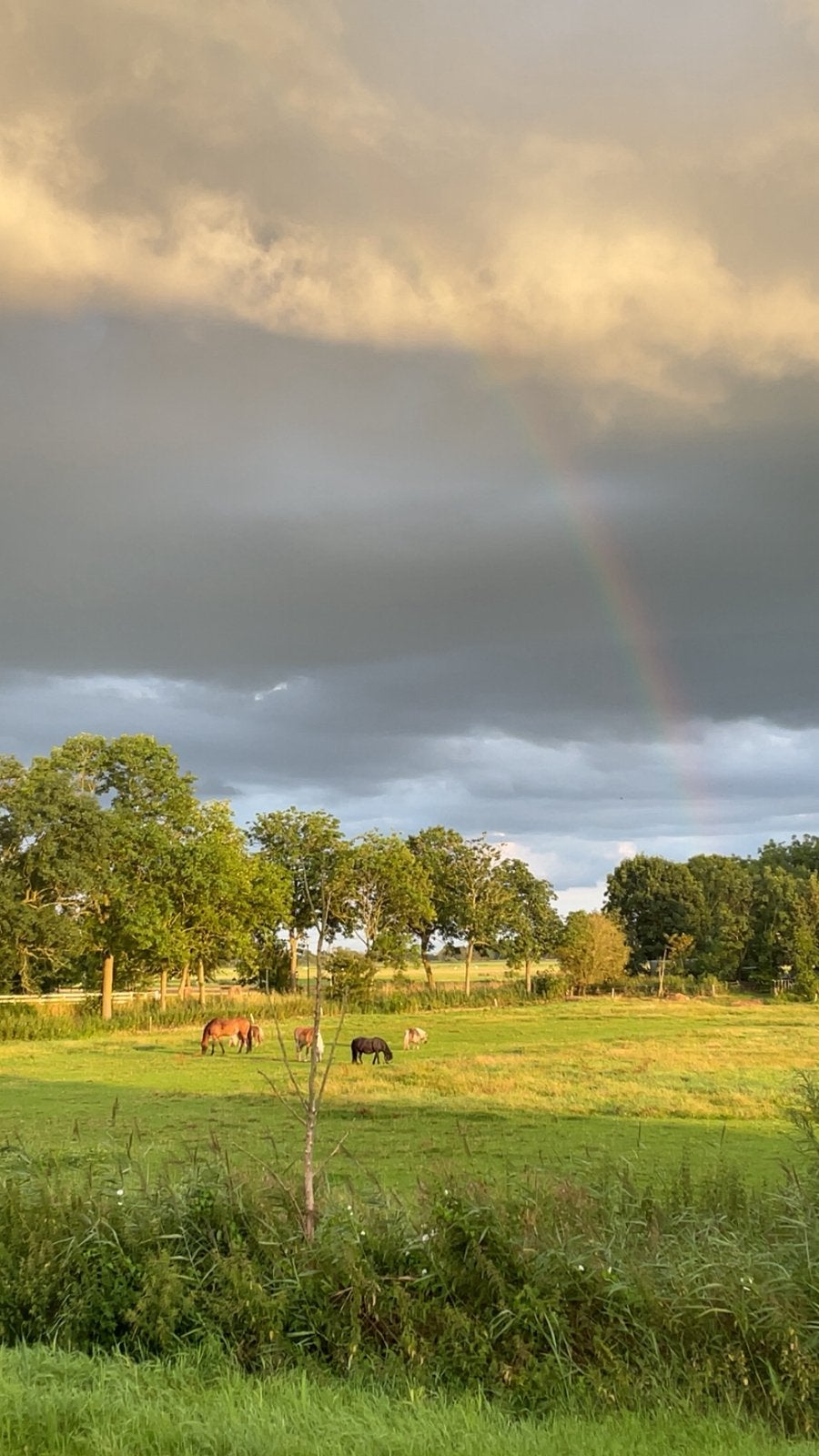Gezocht braaf (spring)paard, Dieren en Toebehoren, Paarden, Meerdere dieren