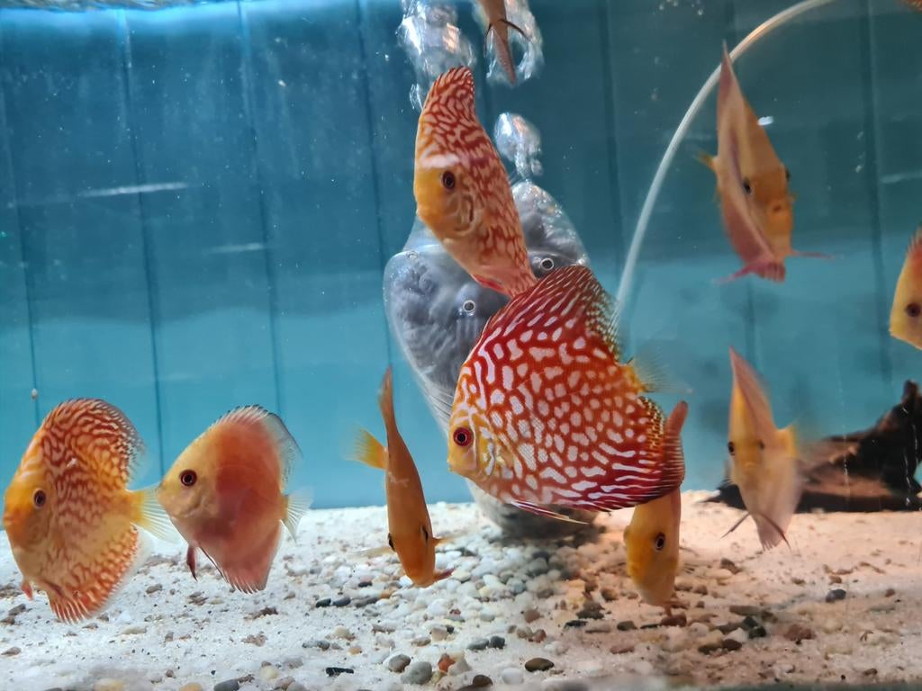 Pigeon Red Checkerboard Discus, Sympysodon Discus, Dieren en Toebehoren, Vis, Zoetwatervis