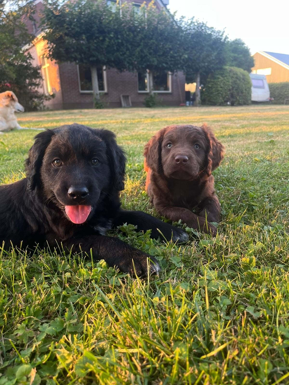 labrador  friese stabij, 8 tot 15 weken, Labrador retriever, Parvo, Meerdere