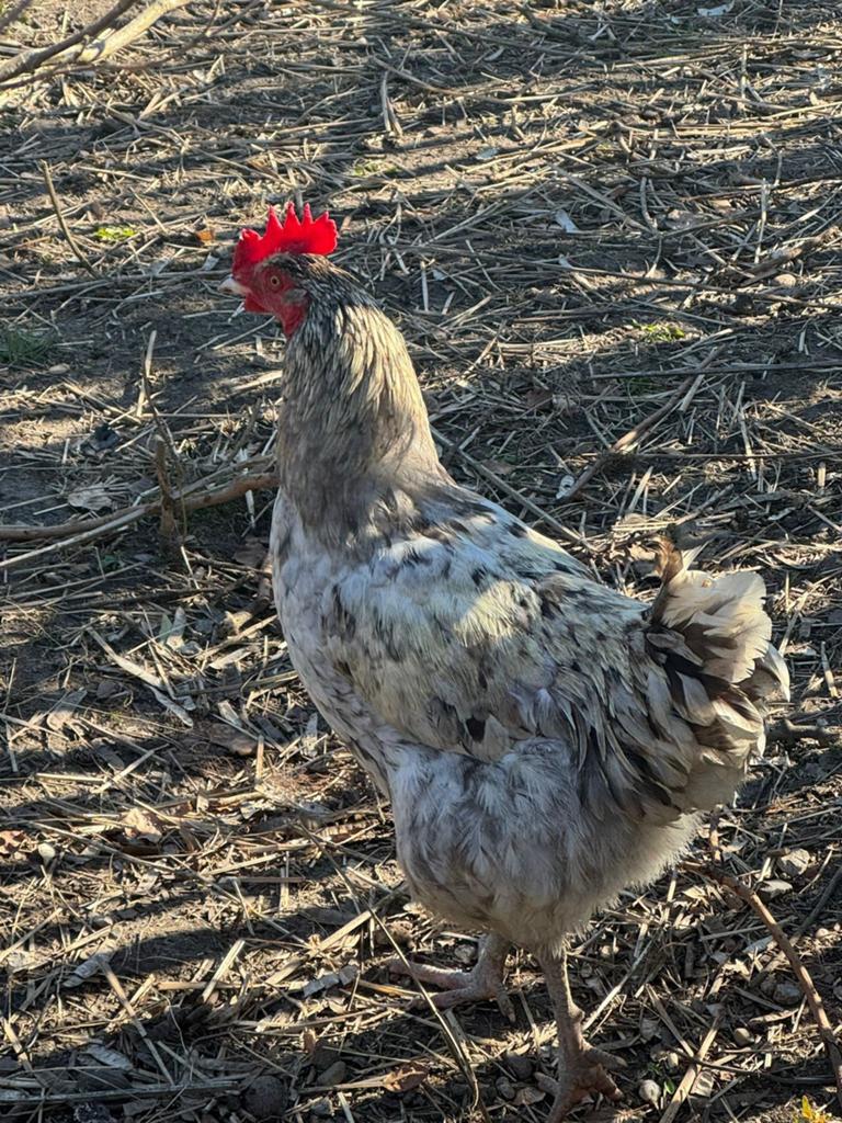 Hanen, Dieren en Toebehoren, Pluimvee