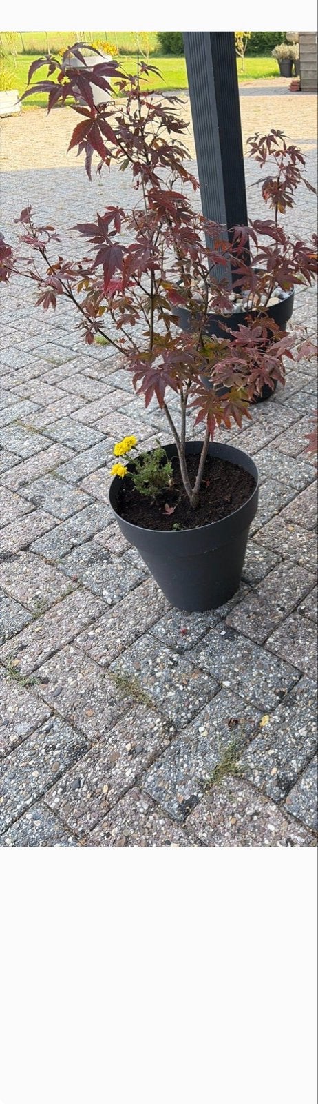Diverse bomen (10 in totaal)Japanse esdoorn en  loofboom, Bloeit niet, Halfschaduw, Overige soorten, 100 tot 250 cm