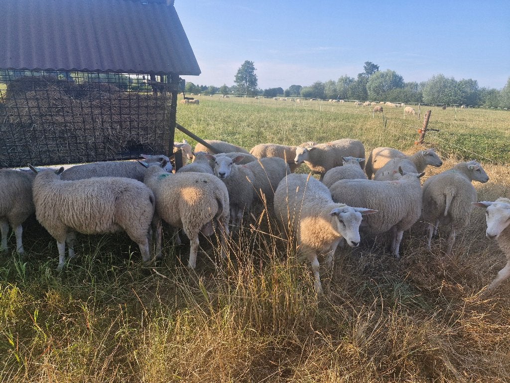 Swifter stamboek dekrammen, Dieren en Toebehoren, Schapen, Geiten en Varkens, Mannelijk, Schaap, 0 tot 2 jaar