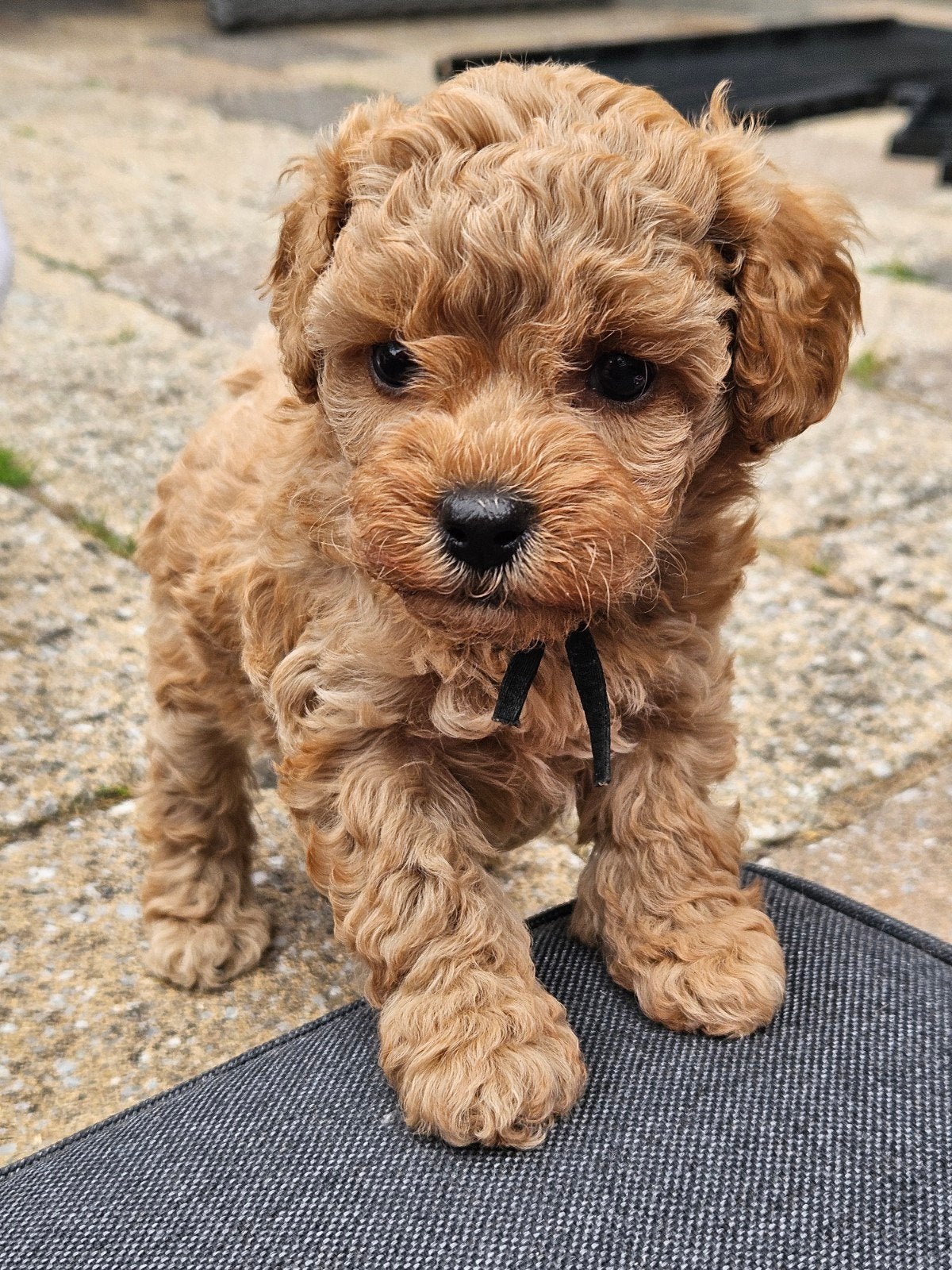 💚 Cockapoo puppy's 💚, Dieren en Toebehoren, Honden | Niet-rashonden, 8 tot 15 weken, Meerdere, Meerdere dieren, Nederland