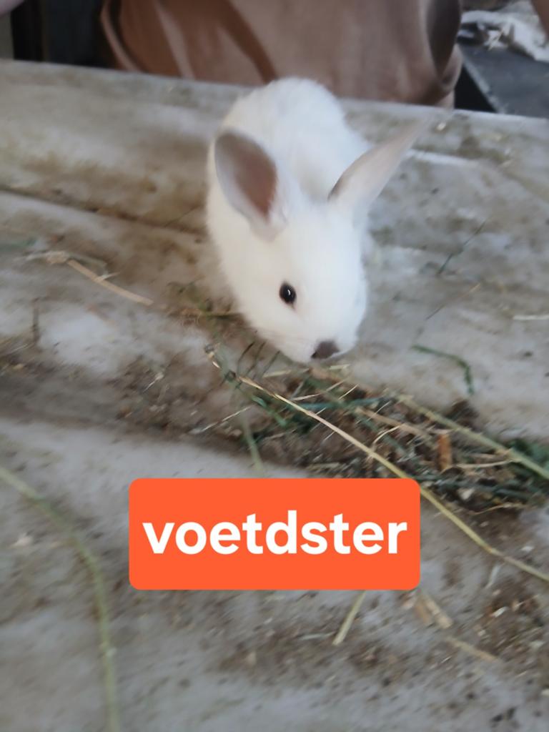 2 leuke konijntjes te koop, Meerdere dieren, Dwerg, 0 tot 2 jaar