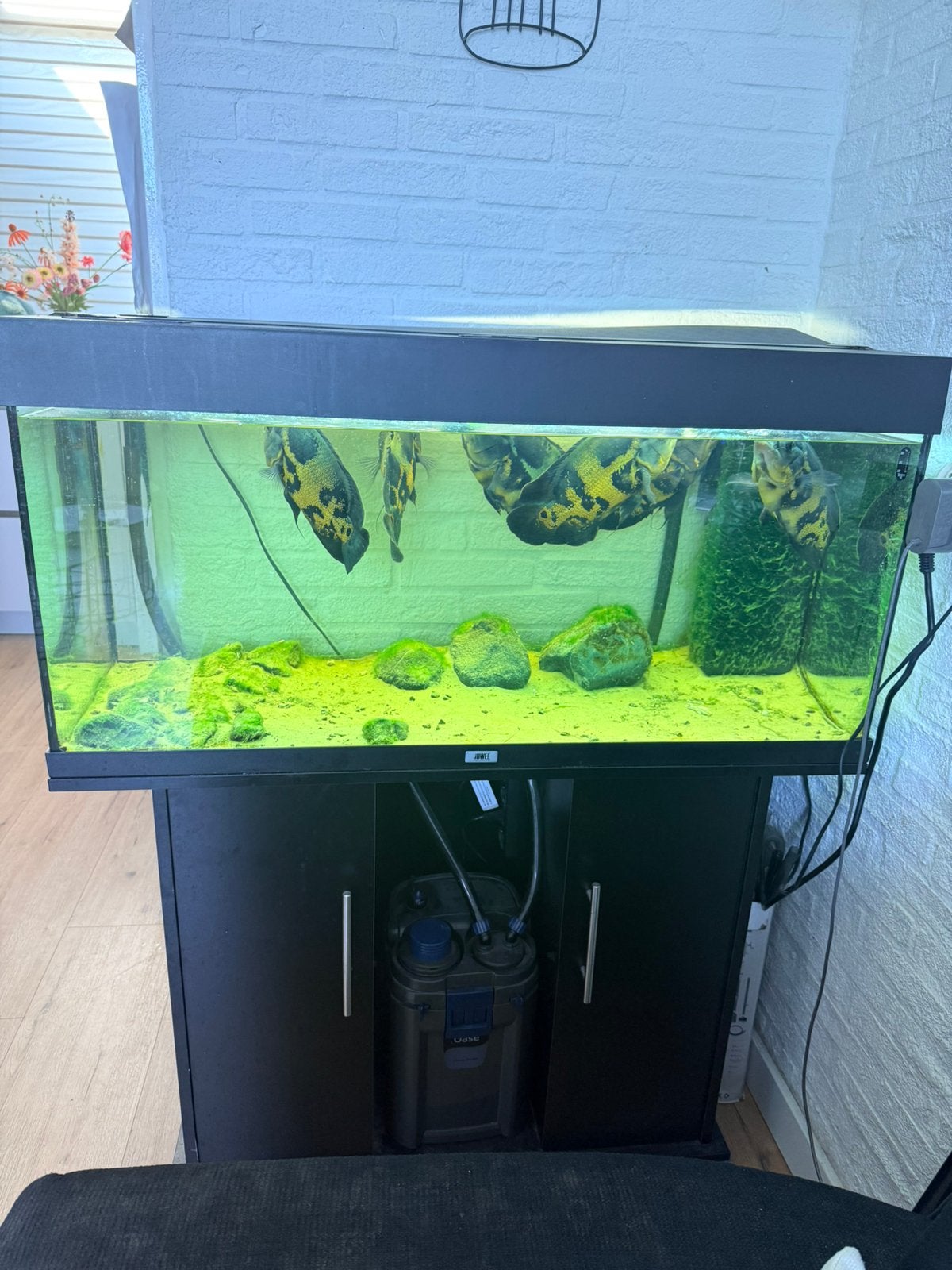 Juwel aquarium 100 cm compleet + Oase BioMaster Thermo 250, Ophalen, Nieuw, Leeg aquarium, Inclusief vissen