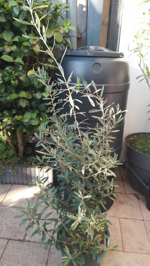 Olijfstruik, Tuin en Terras, Planten | Bomen, 100 tot 250 cm, Olijfboom, Zomer, Ophalen