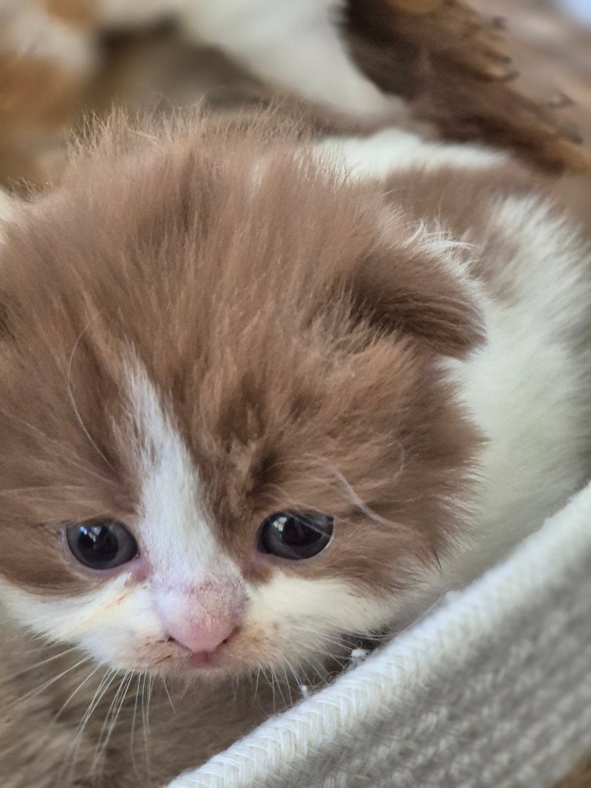 Te koop britse langhaar kittens, Meerdere dieren, Gechipt