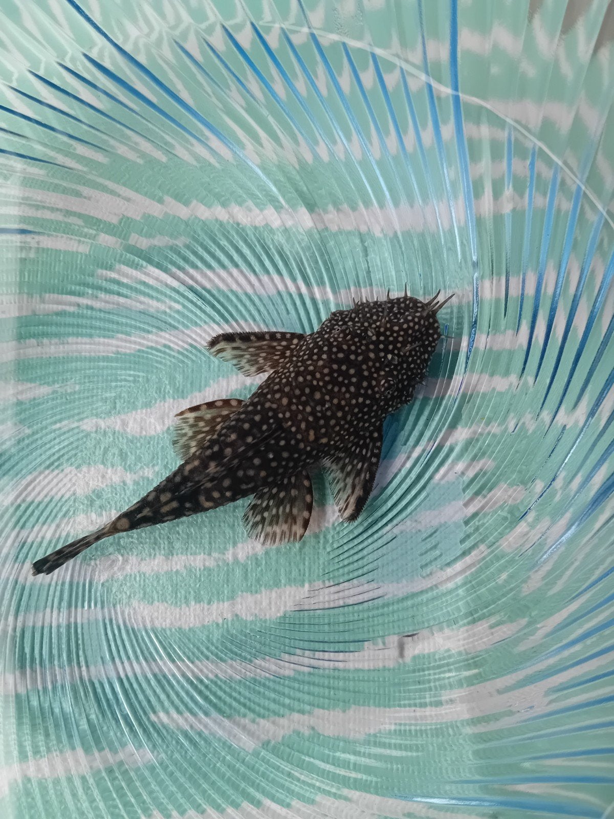 Gratis vissen 10 cm, Dieren en Toebehoren, Vis