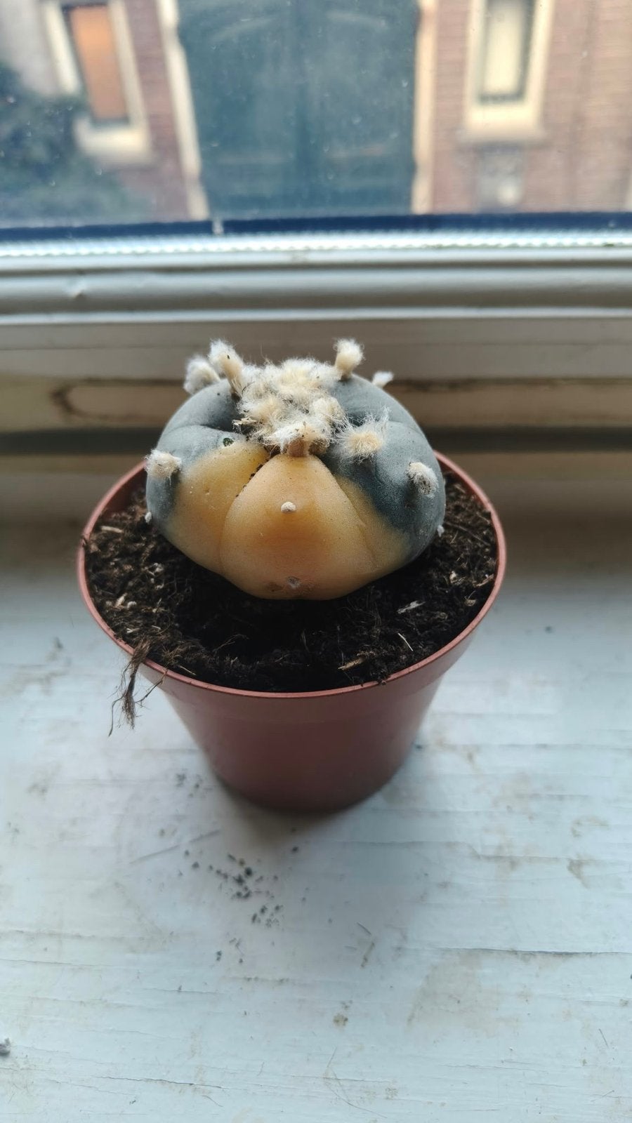 Lophophora Williamsii variegata, Overige soorten, Volle zon, Vaste plant, Ophalen of Verzenden