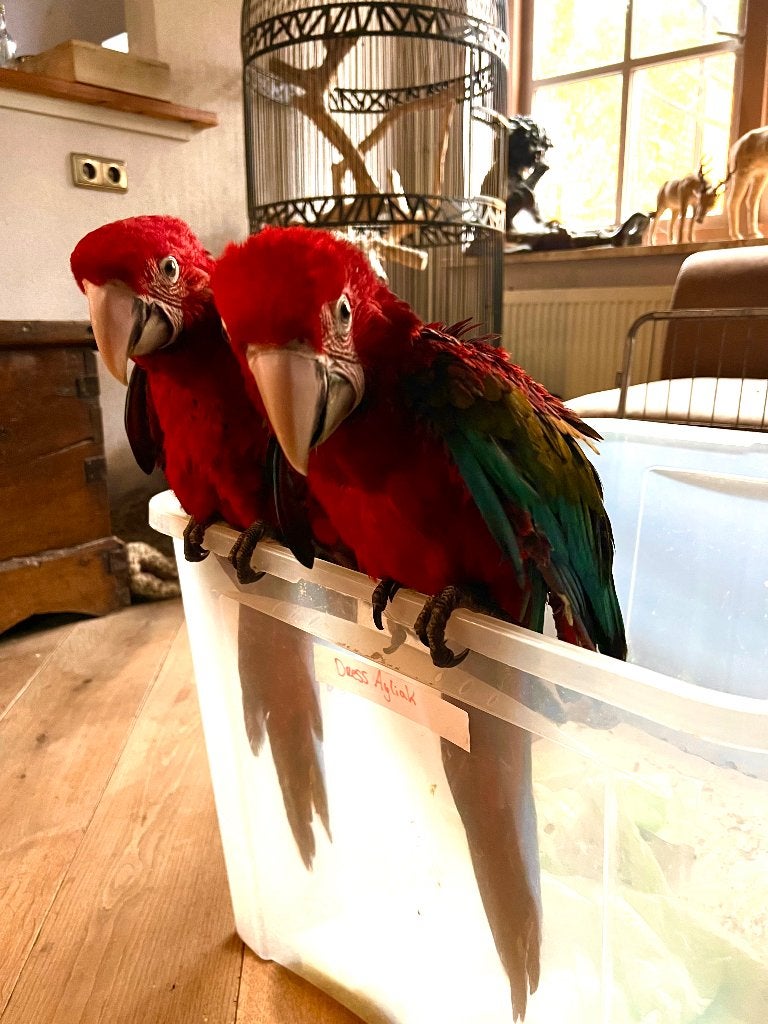 Twee schattige Groenvleugel ara s  baby’s  12 weken, Meerdere dieren, Papegaai, Tam