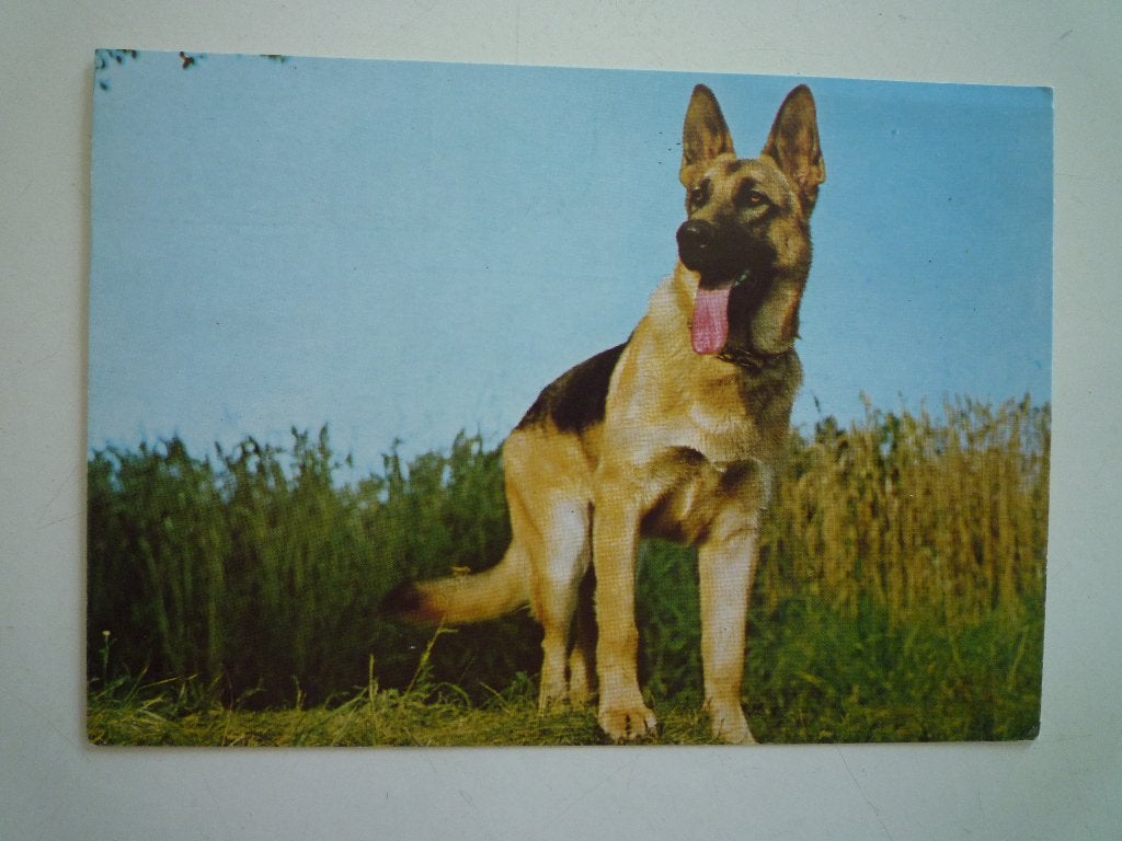 Herdershond honden, Verzenden, Voor 1920, Hond of Kat