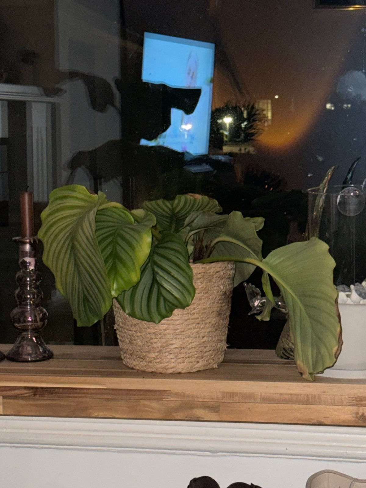 Calathea Orbifolia - Kamerplant, Ophalen, Overige soorten, Halfschaduw, In pot