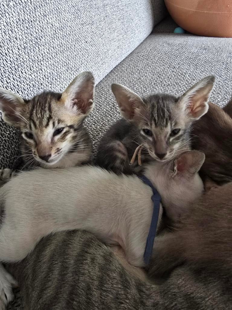 Oosterse Korthaar kittens, Dieren en Toebehoren, Meerdere dieren, Ontwormd
