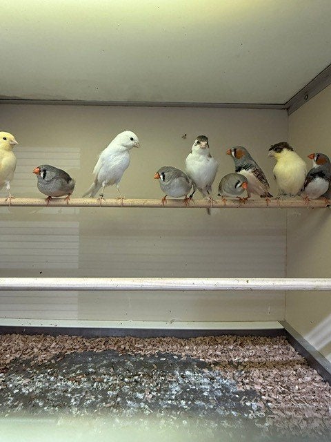 Te koop jonge zebravinken 2026, Meerdere dieren, Tropenvogel
