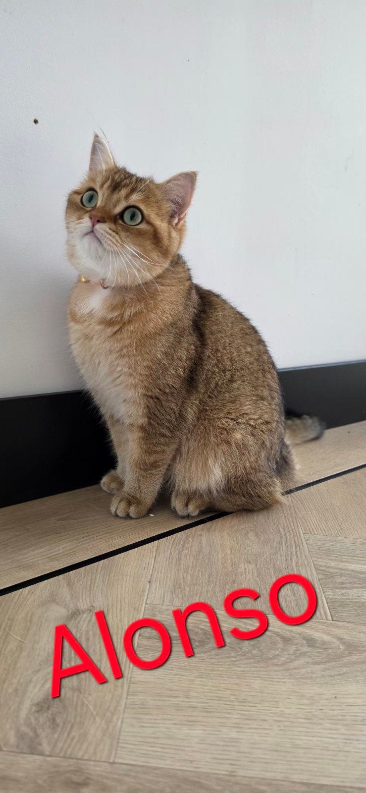 Britse korthaar 2x, Dieren en Toebehoren, Kater