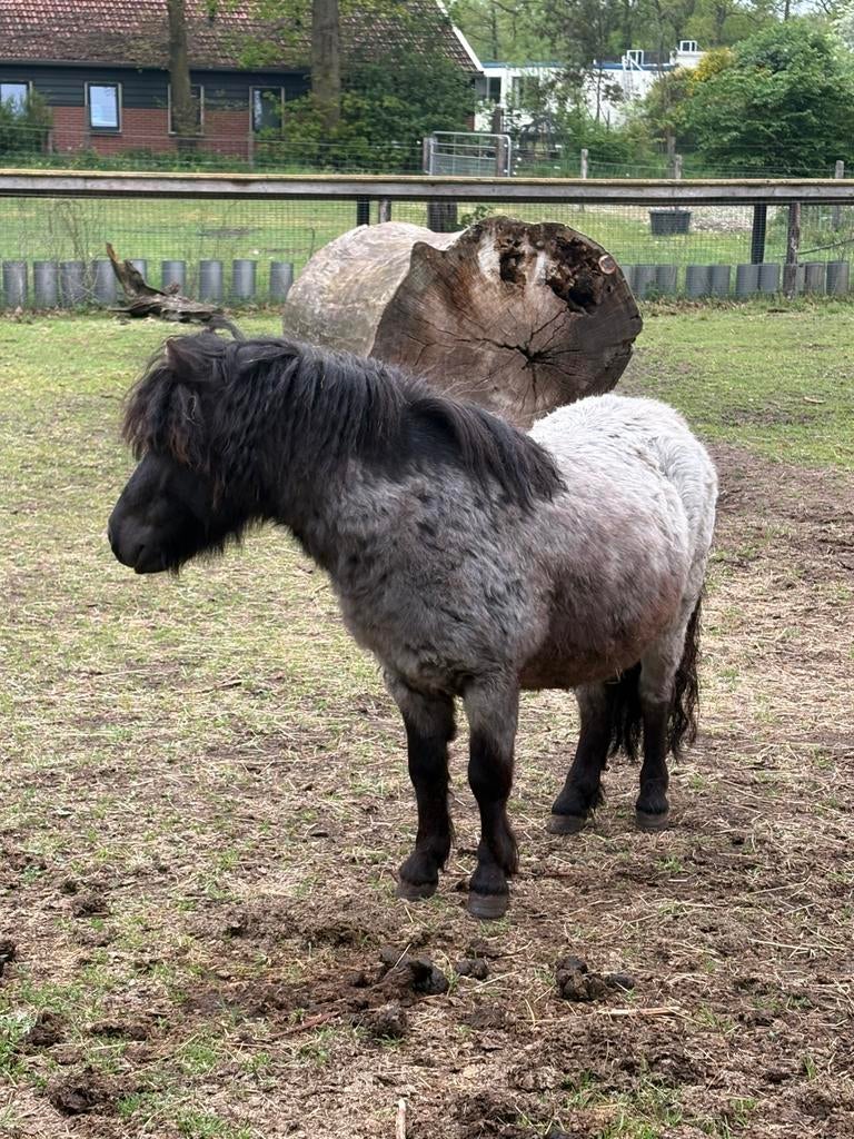 Shetlander, Dieren en Toebehoren, 0 tot 2 jaar, Hengst, A pony (tot 1.17m), Gechipt