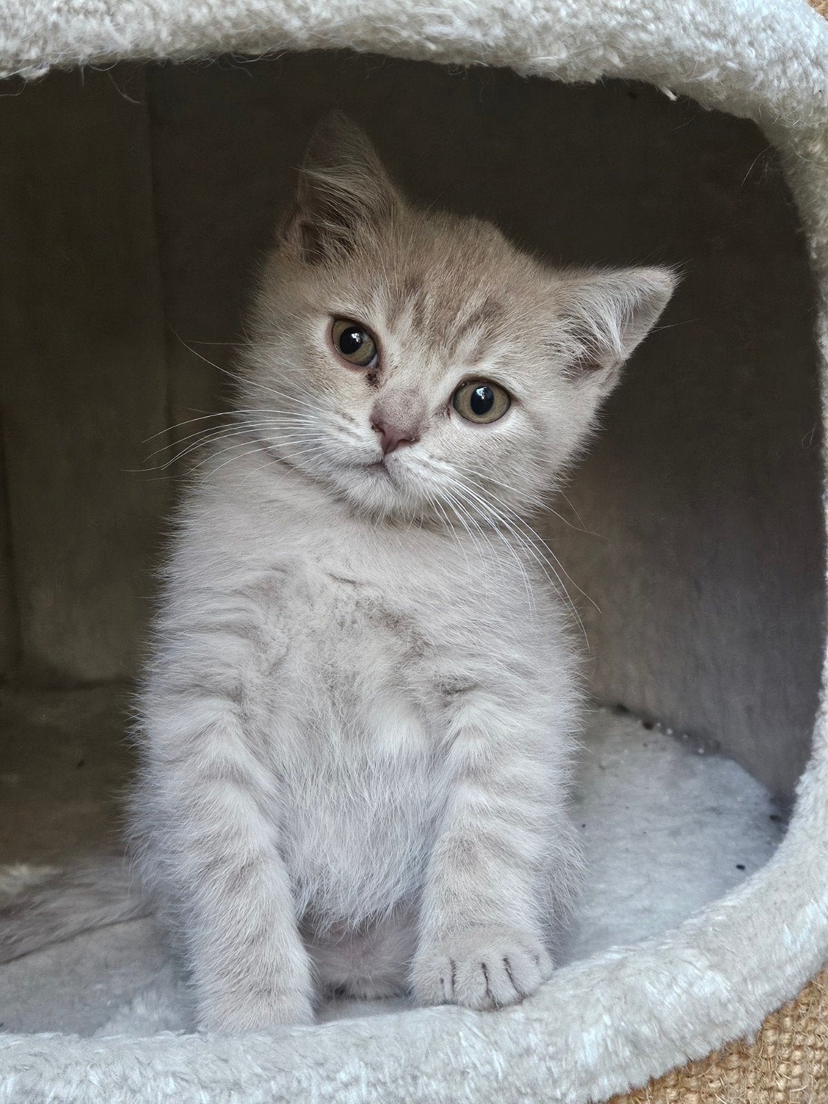 Prachtige witte en lilac Britse Korthaar Kittens, Dieren en Toebehoren, Meerdere dieren, Ontwormd