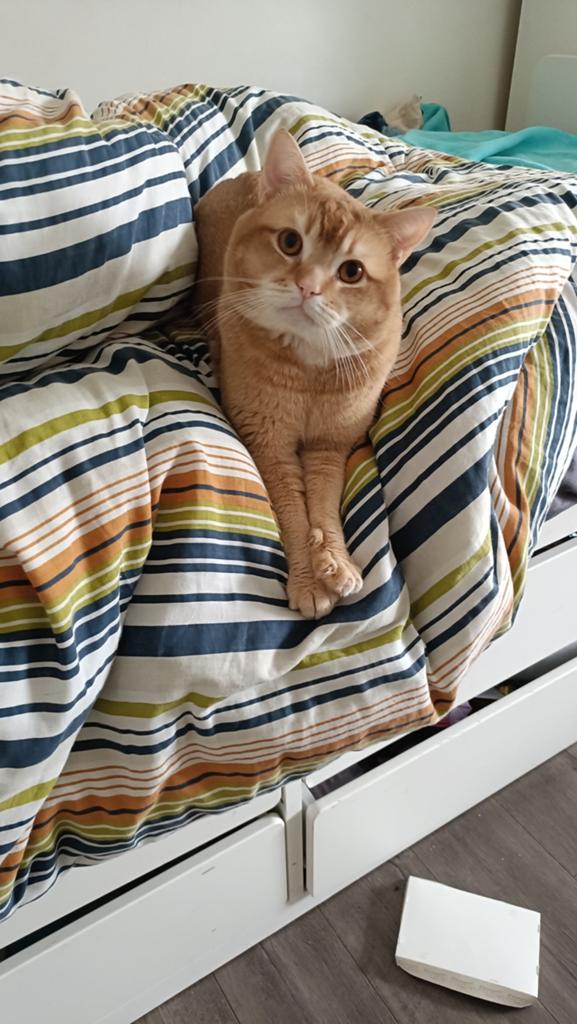Ontzettend aanhankelijke en lieve Britse korthaar te koop, Kater, Gechipt, 0 tot 2 jaar