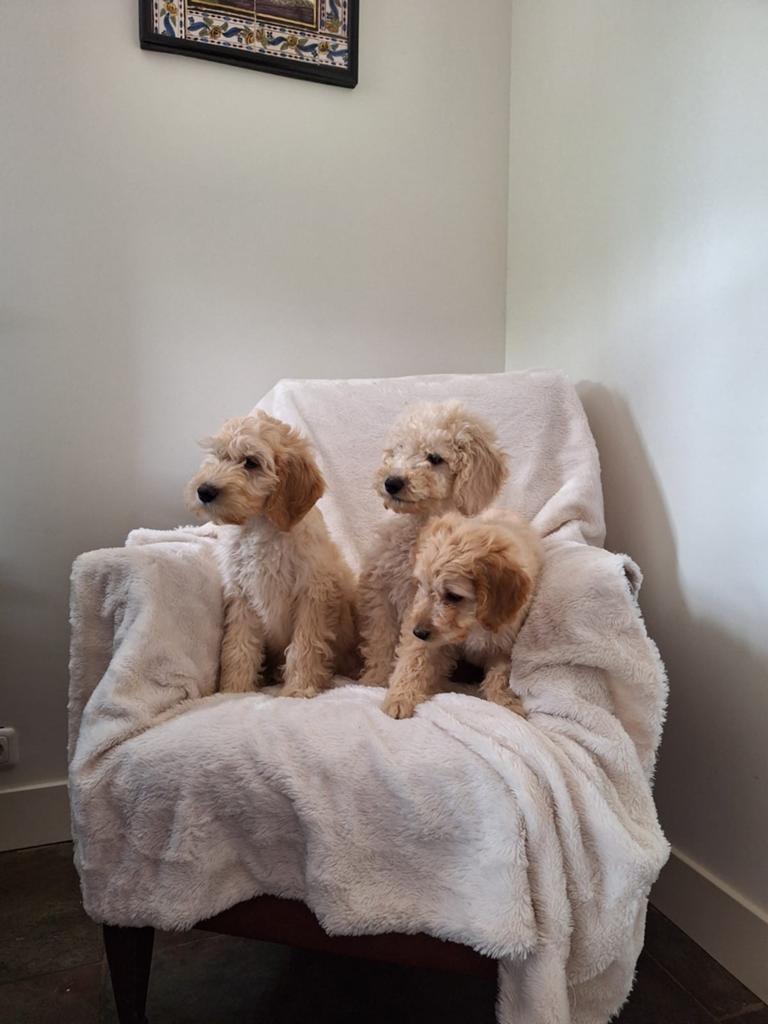 Lieve medium F4 labradoodle pups, Dieren en Toebehoren, Parvo, Overige rassen, 8 tot 15 weken, Meerdere