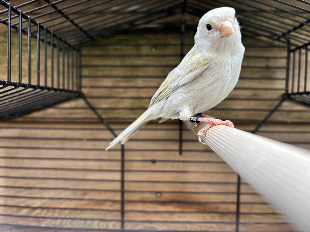 Geel Opaal Mozaïek  Koppel Kanaries, Dieren en Toebehoren, Vogels | Kanaries, Meerdere dieren, Kleurkanarie