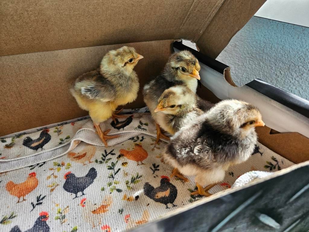 Cream legbar kuikens, Dieren en Toebehoren, Mannelijk, Kip