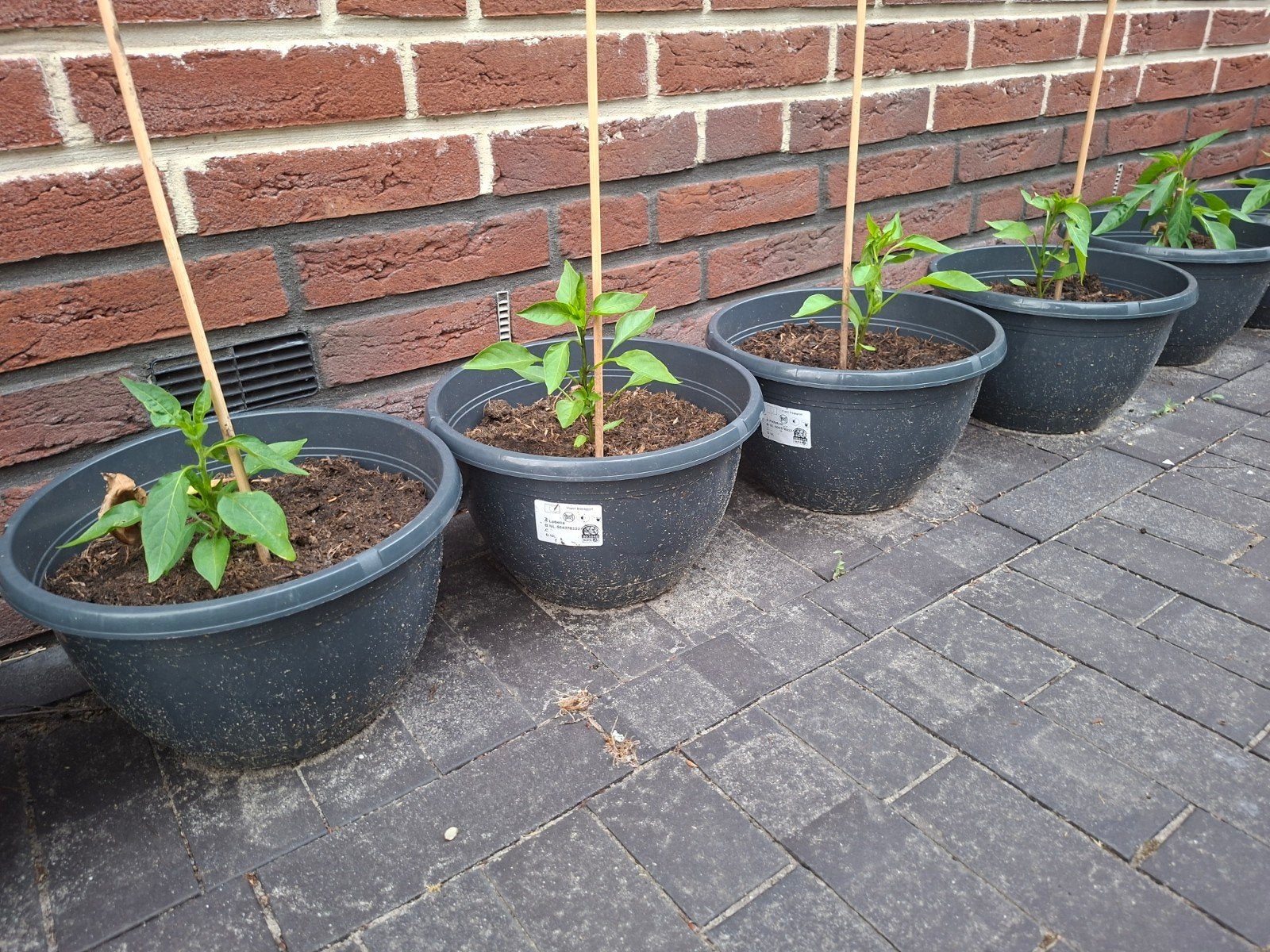 Peperplant, Tuin en Terras, Bloembakken en Plantenbakken, Ophalen of Verzenden, Rond, Kunststof, Minder dan 30 cm