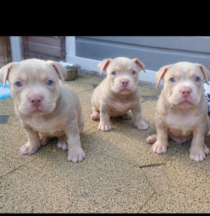 EXclusive American Micro Bully | ABKC | Top Bloedlijnen, Overige rassen, 8 tot 15 weken, Parvo, Meerdere