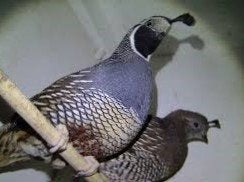 Californische kuifkwartels, Dieren en Toebehoren, Vogels | Overige Vogels, Meerdere dieren