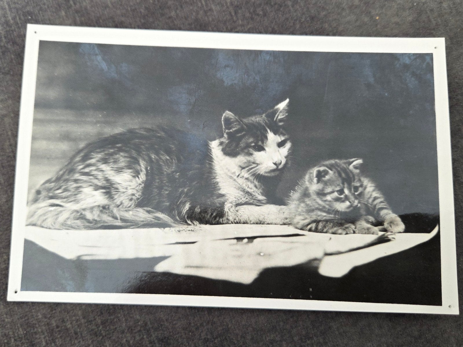 Vintage ansichtkaart van kat met kitten, Verzamelen, Verzenden, 1920 tot 1940, Ongelopen, Hond of Kat