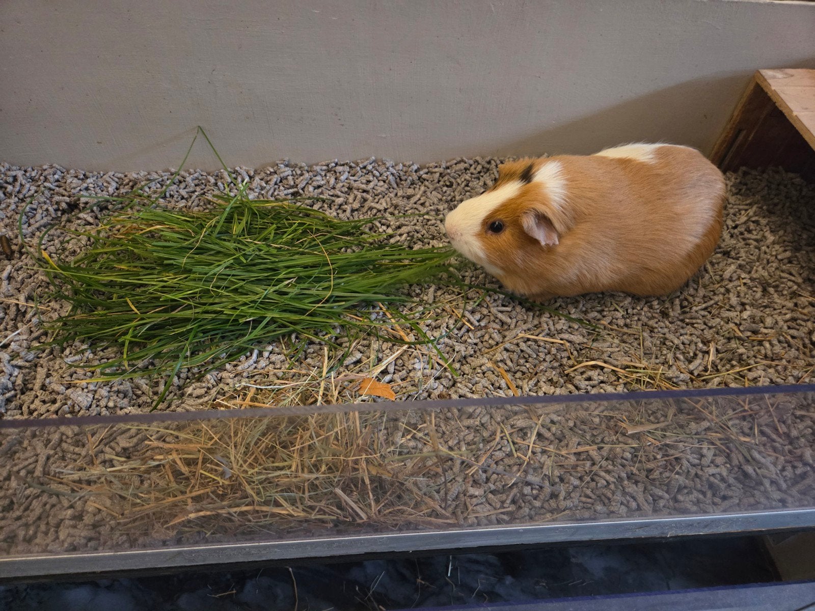 Lief cavia beertje zoekt een maatje, Dieren en Toebehoren, Cavia, April, Mannelijk, Tam