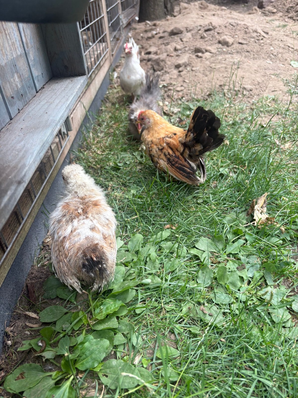 Serema haantjes, Dieren en Toebehoren, Pluimvee, Mannelijk, Kip