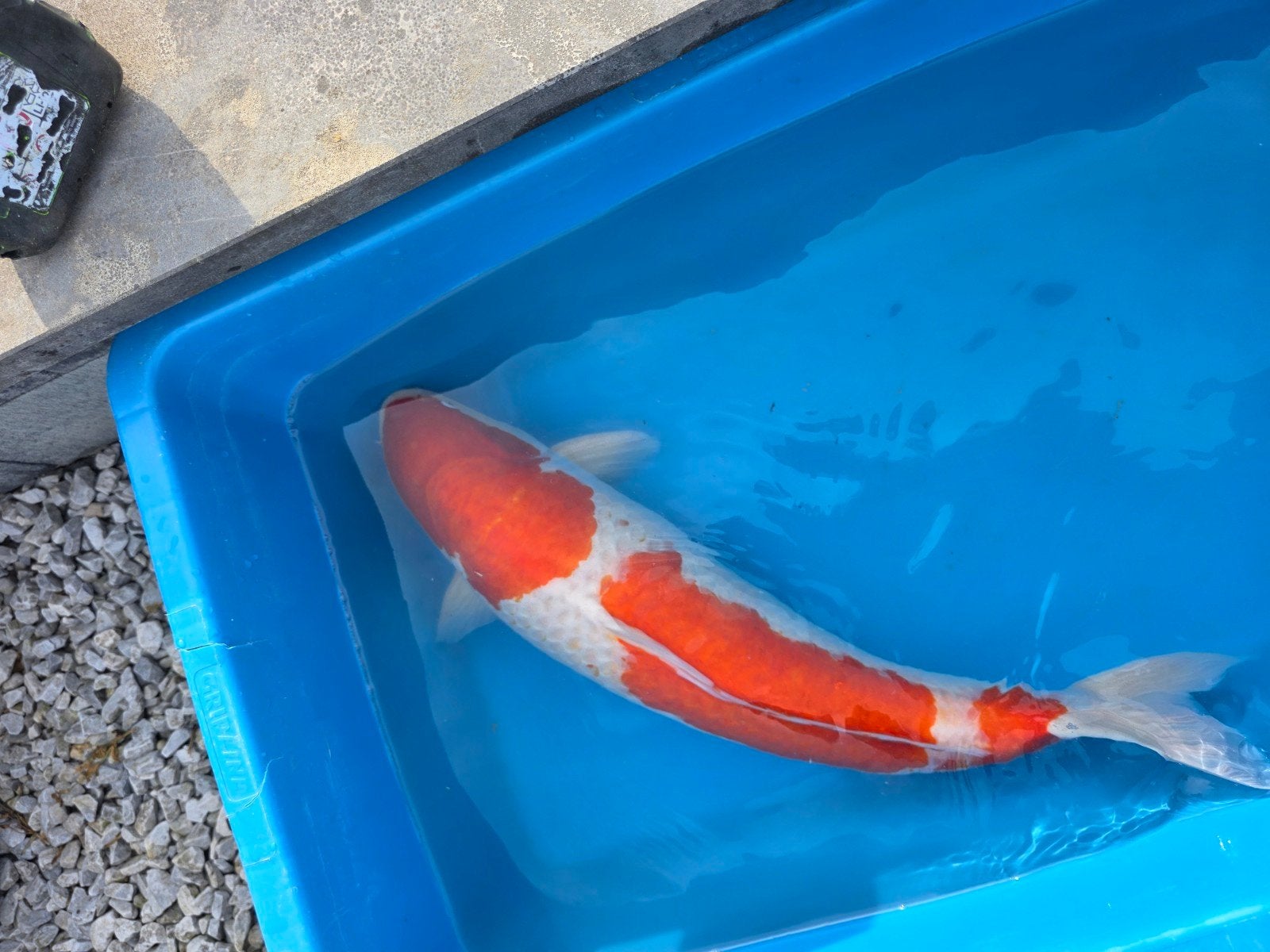 13x koi, Karper of Koi