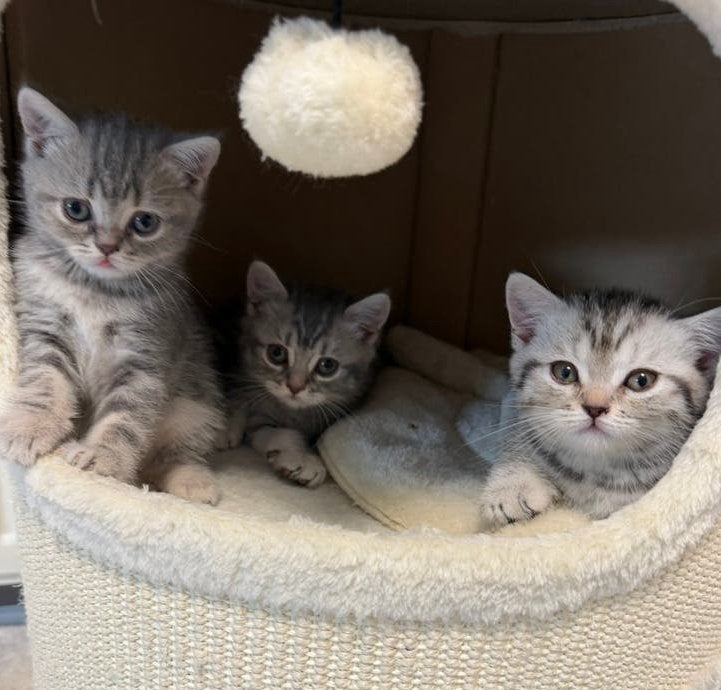 Britse Korthaar kittens. Exclusieve kleuren, Dieren en Toebehoren, Meerdere dieren, Kortharig, 0 tot 2 jaar