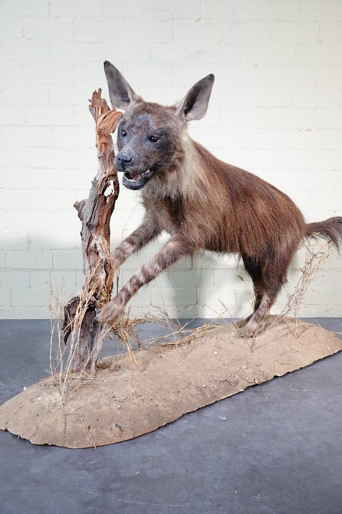 opgezette hyena taxidermy fullmount, Verzamelen, Ophalen, Zo goed als nieuw, Hert, Gewei of Kop