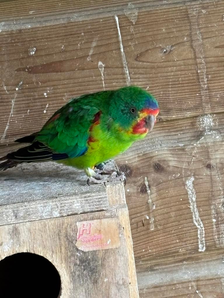 Swiftparkiet man 2017, Dieren en Toebehoren, Mannelijk, Parkiet, Geringd